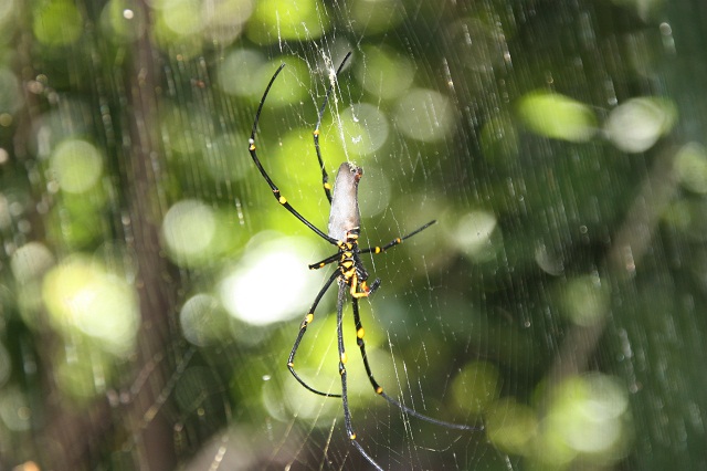 araignee