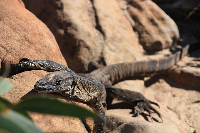 iguane