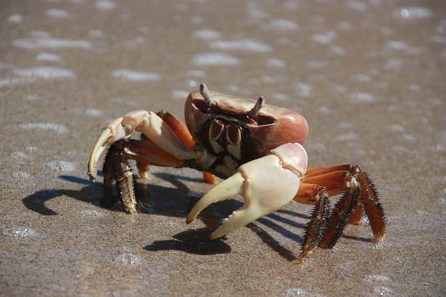crabe