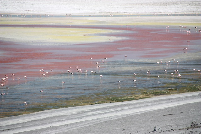 laguna_colorada2