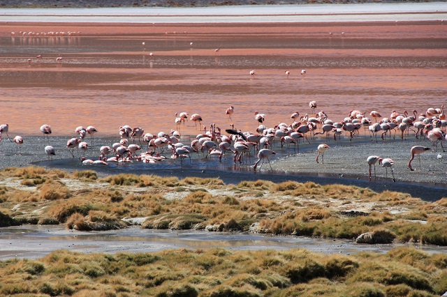 laguna_colorada4
