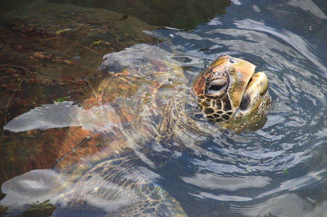 tortue