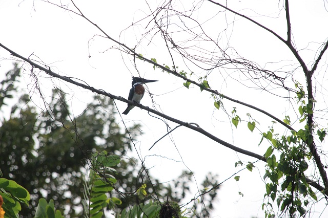 amazone-kingfisher