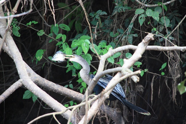 Anhinga avec poisson