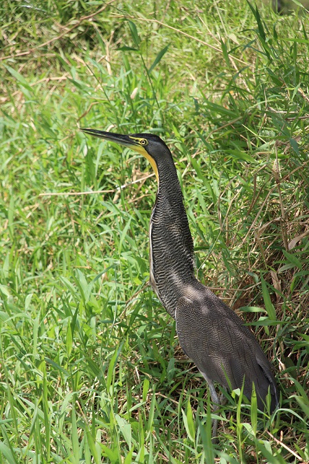 bare-throated-tiger-heron