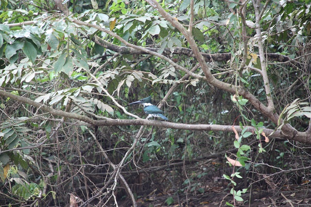 belted-kingfisher