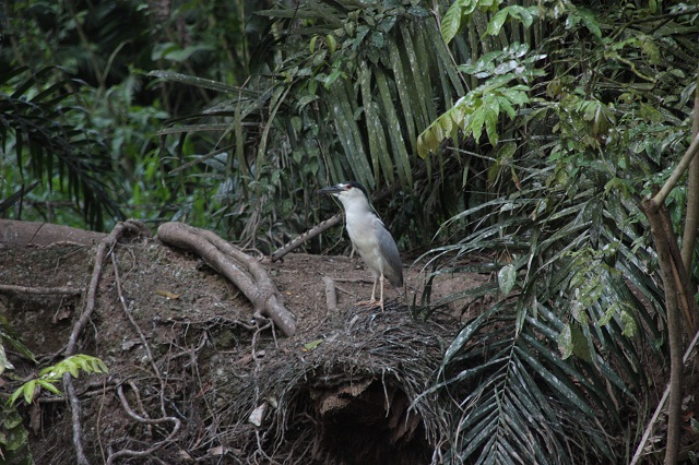 black-crowned-night-heron