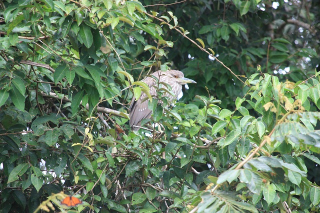 boat-billed heron