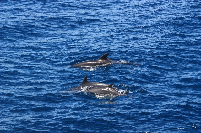 dauphins