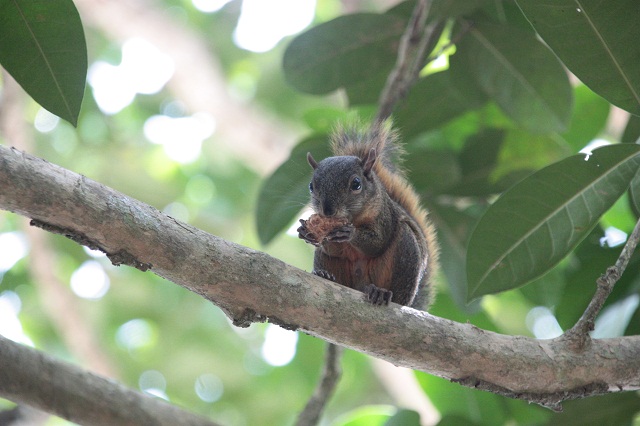 ecureuil2