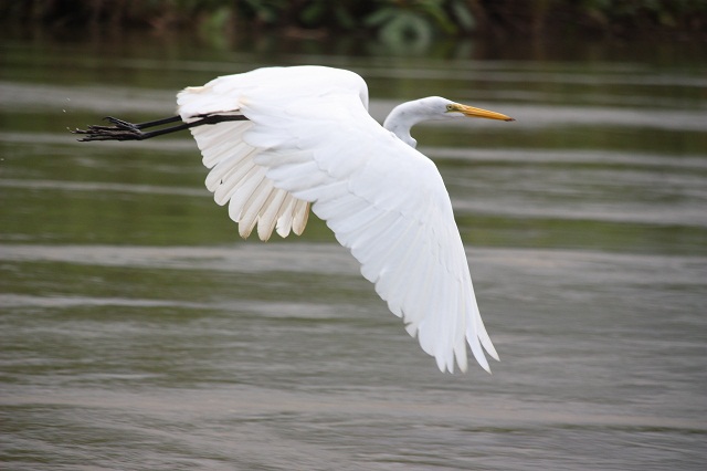 great-egret-en vol