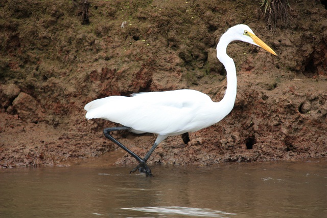 great-egret