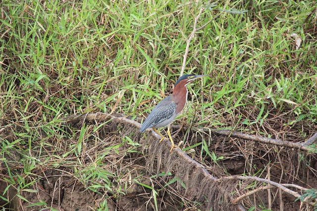 green-heron