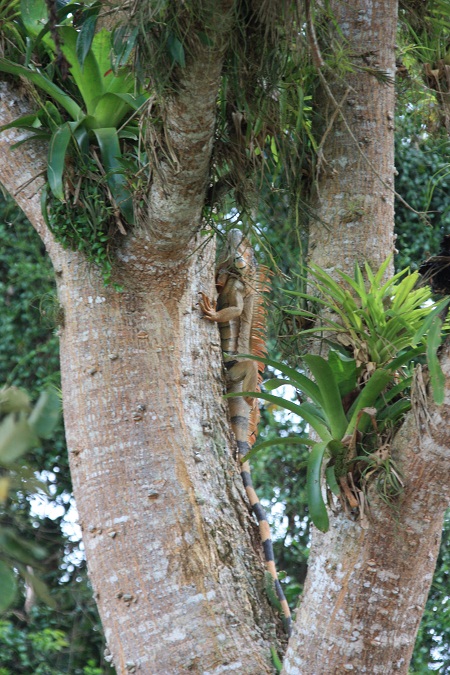 iguane_arbre