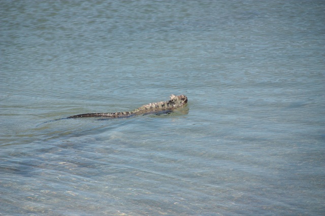 iguane_nage
