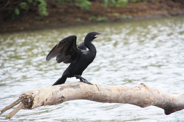 neotropic-cormorant