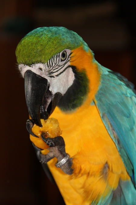 perroquet