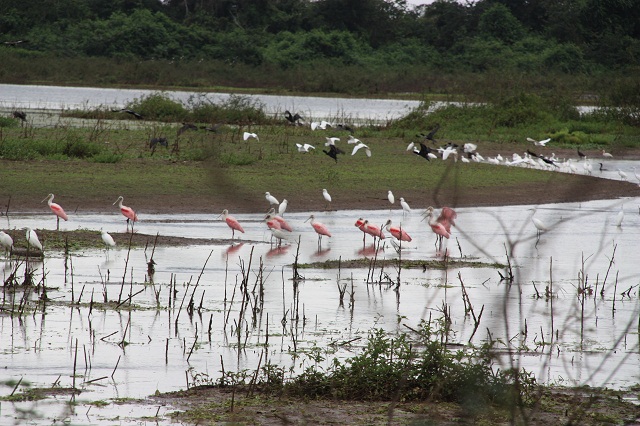 roseate spoonbill