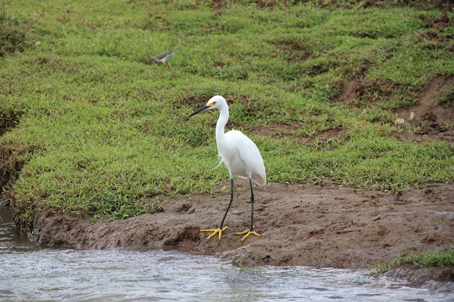snowy egret